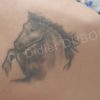 Tatouage cheval